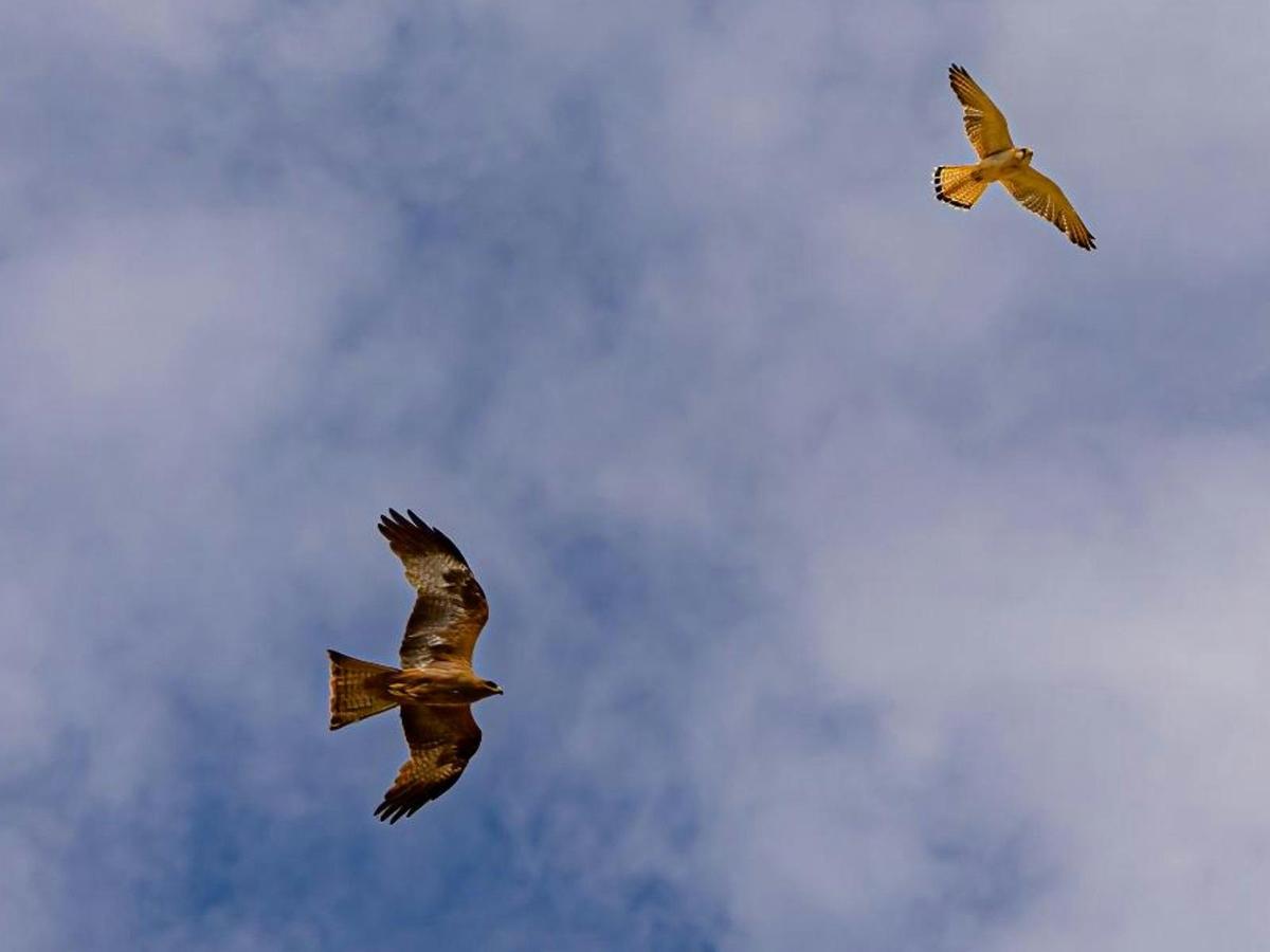 Birds of Prey Photography Cruise