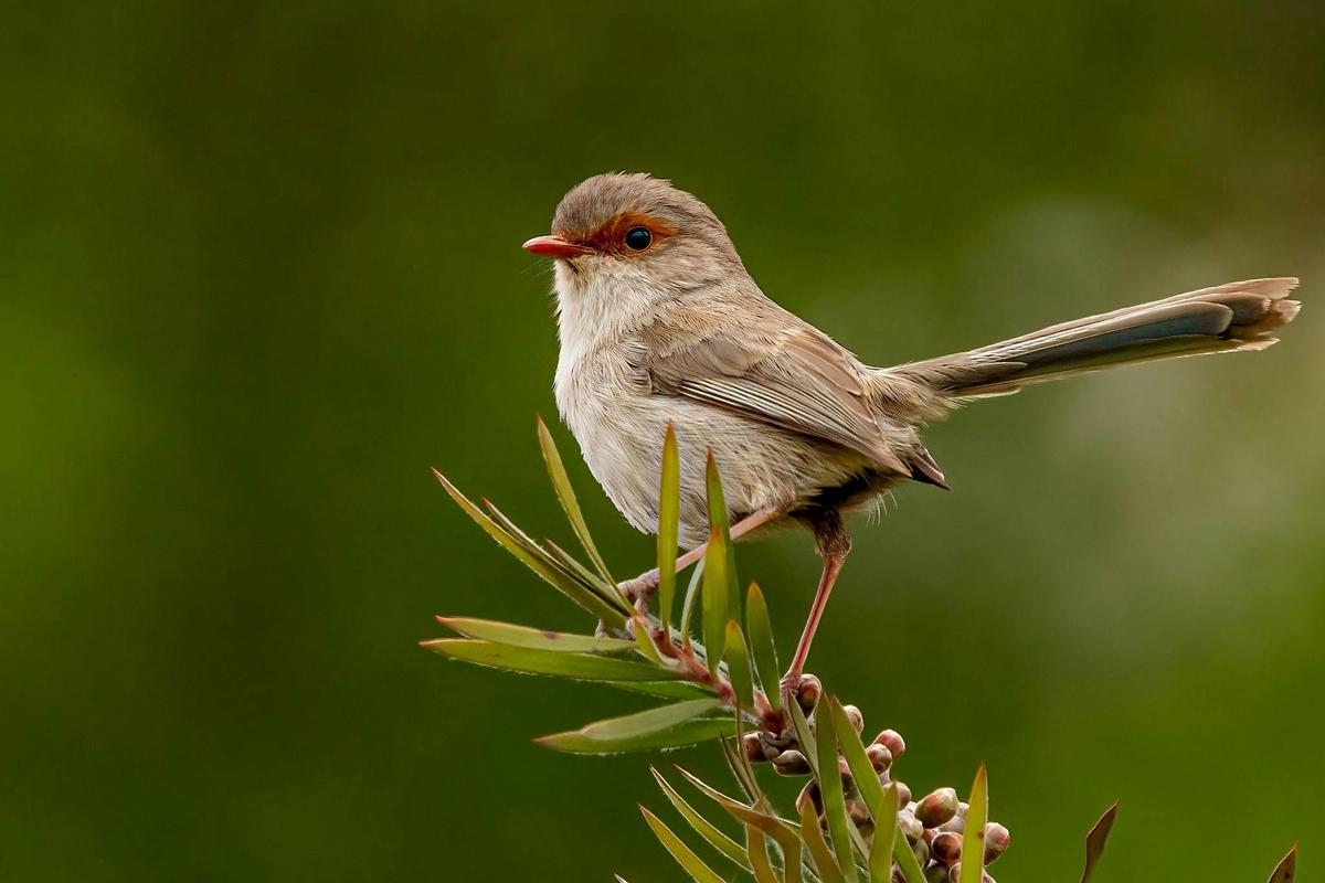 Private Guided Bird Photography Tour of Laratinga Wetlands
