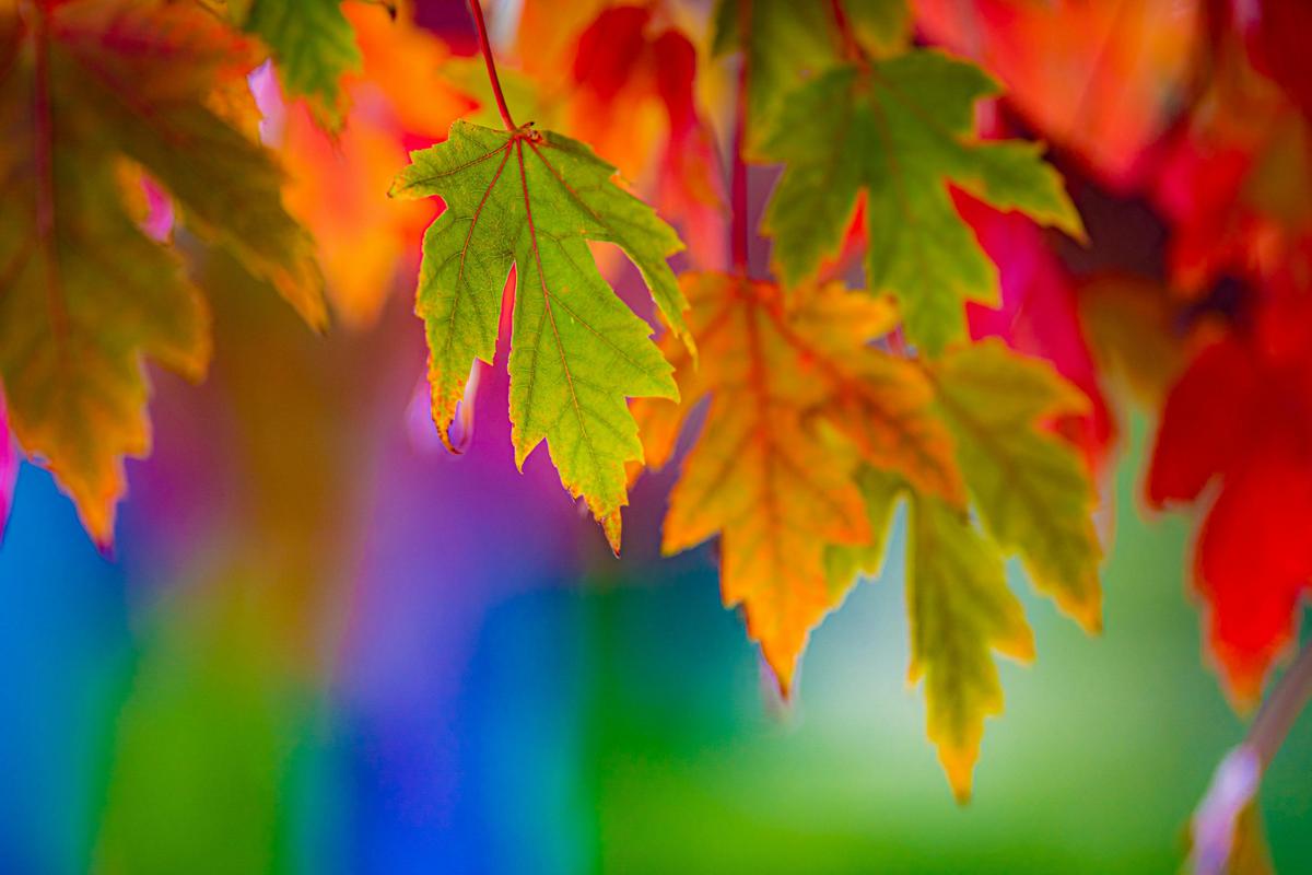 Capture the incredible autumn colours of the Adelaide Hills with Adventure Art Photography.