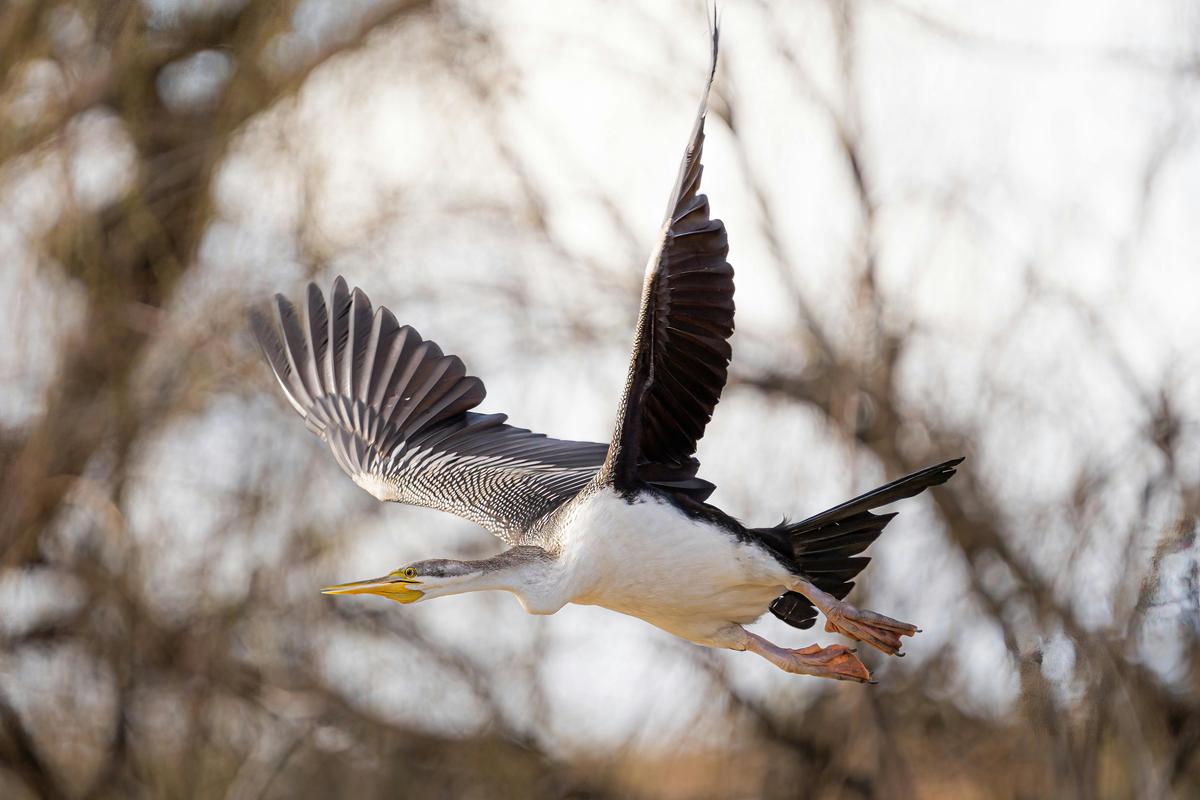 Birds of Prey Photography Cruise