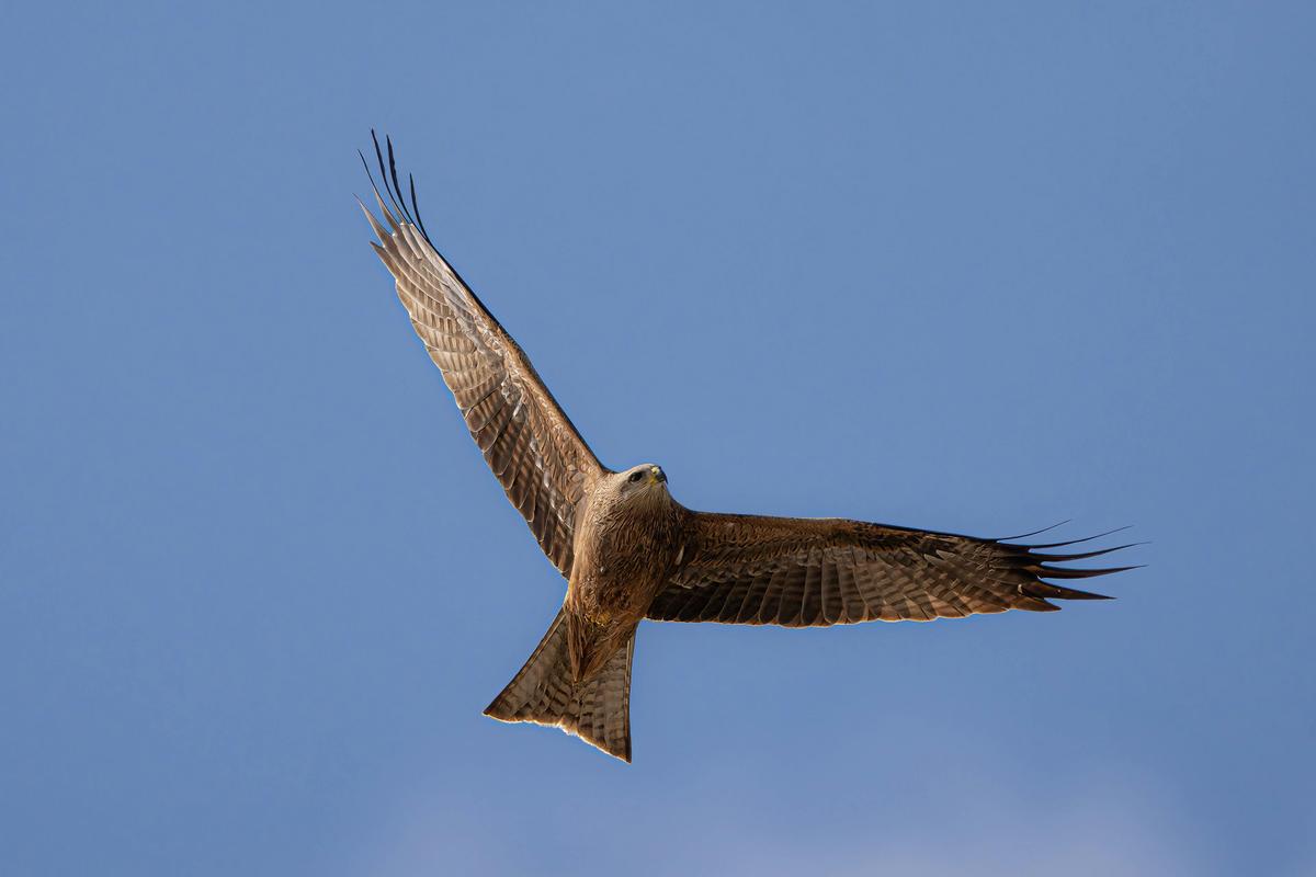 Birds of Prey Photography Cruise