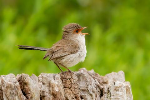 Private Guided Bird Photography Tour of Laratinga Wetlands