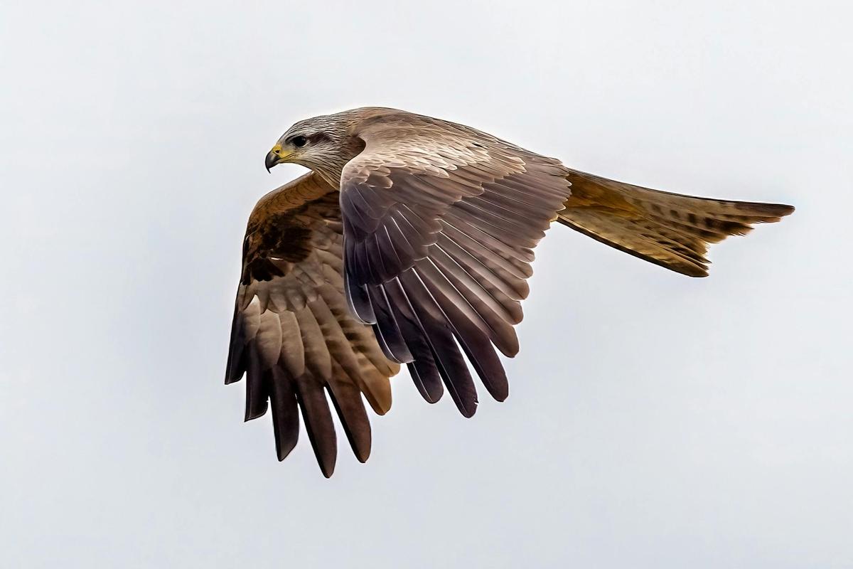 Birds of Prey Photography Cruise