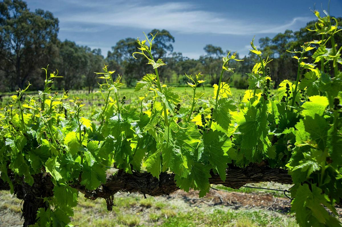 Barossa Valley