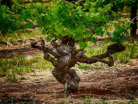 Fruits of the Vine - Private Barossa Valley Tour