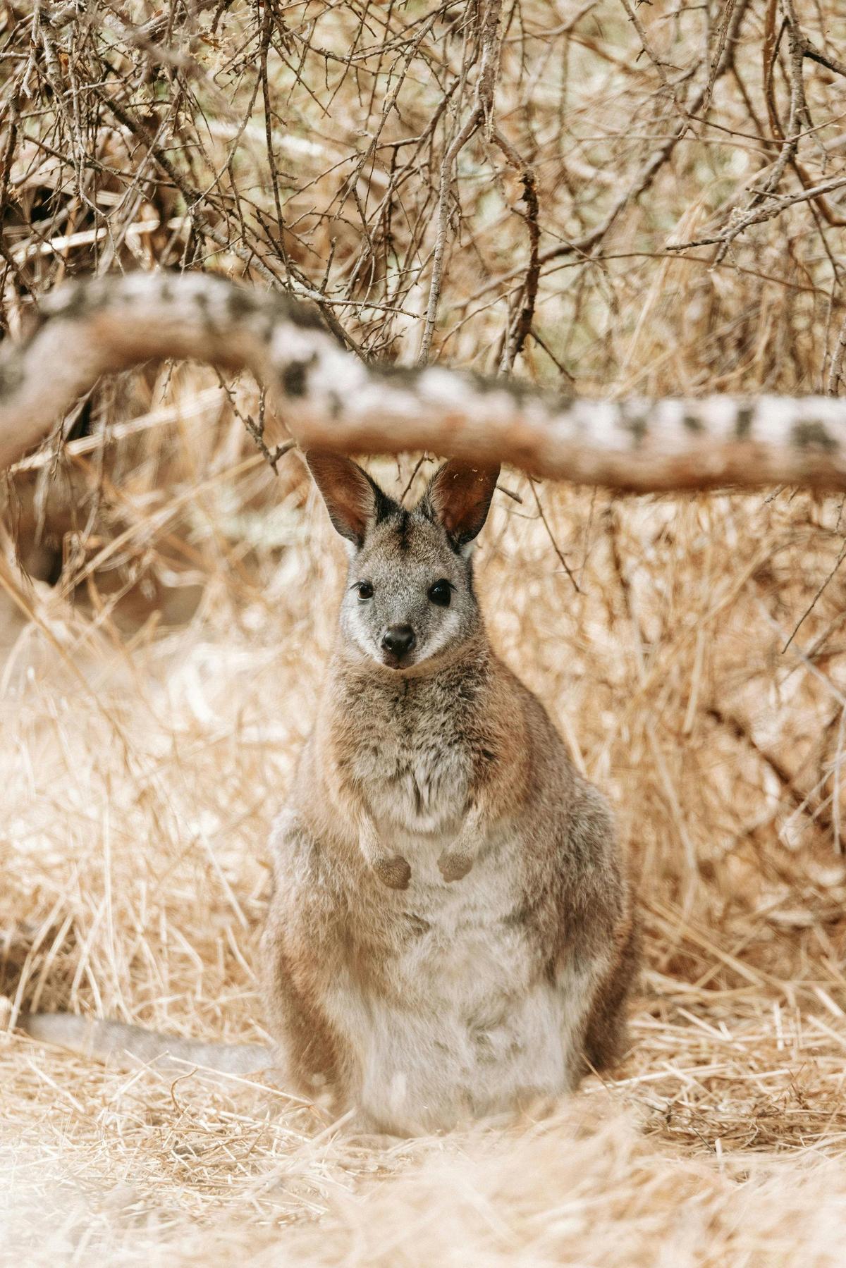 Wildlife
