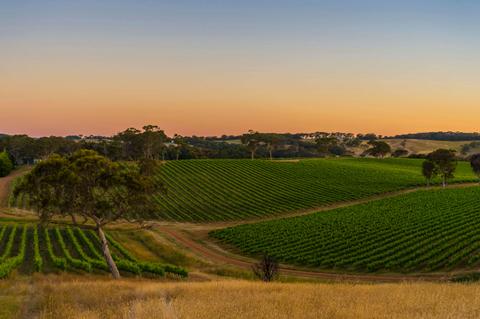 Adelaide Hills Wine Tour