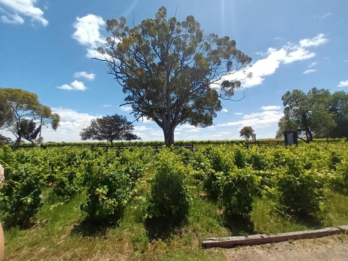 Eucalypt Tree and Vines