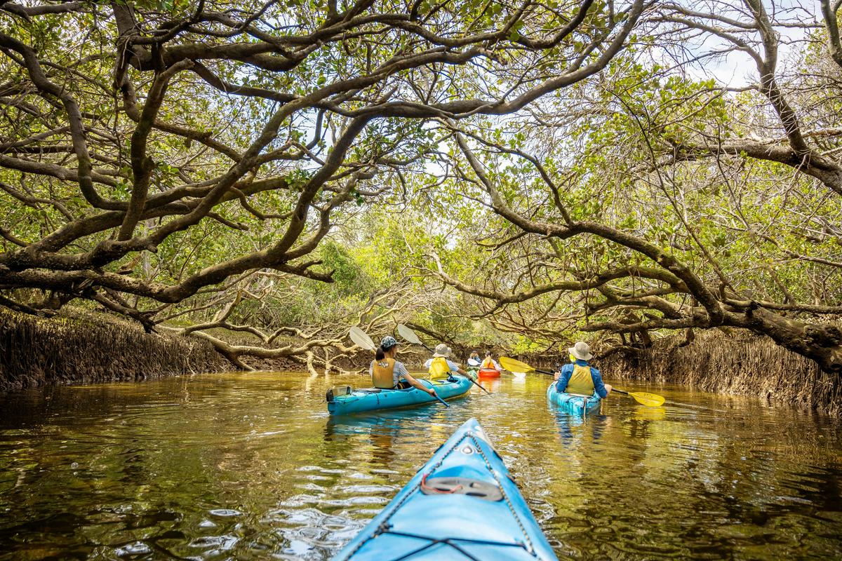 Dolphin Sanctuary Mangroves Tour