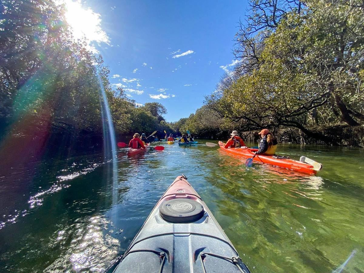 Explore mangrove channels at the Adelaide Dolphin Sanctuary