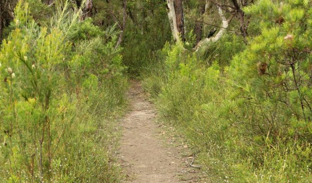 Three Views walking track