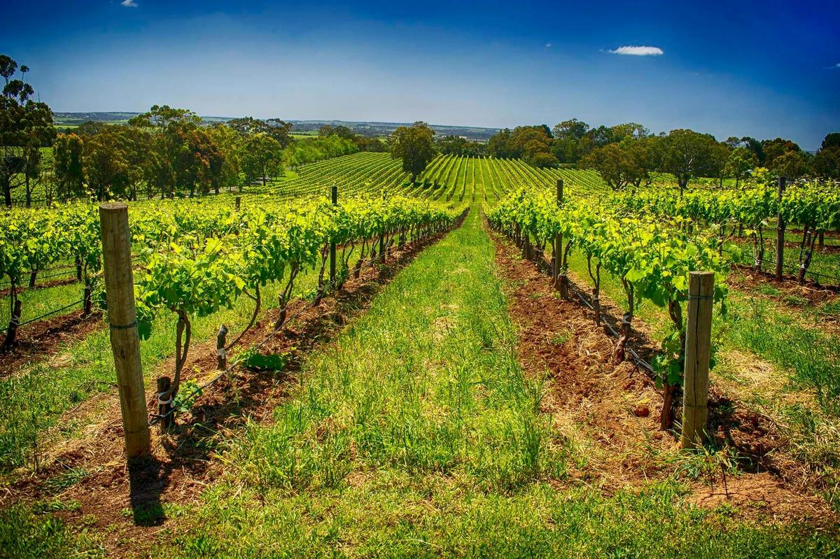 Cheese and Wine Trail, McLaren Vale - Private Tour
