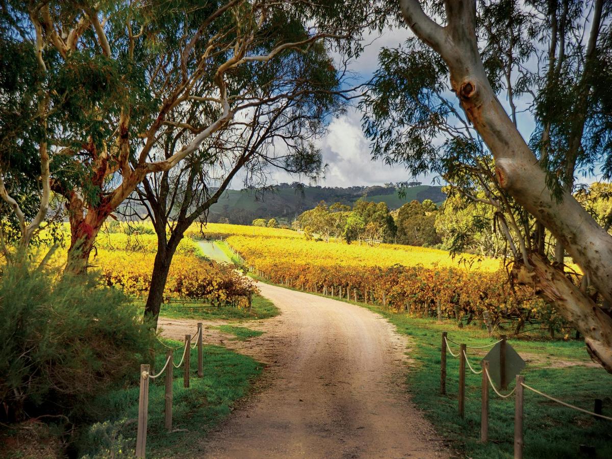 McLaren Vale Winery Experience - Small Group Tour