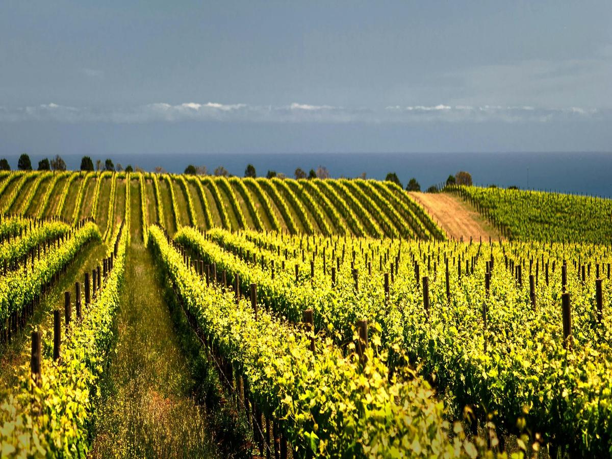 Cheese and Wine Trail, McLaren Vale - Private Tour