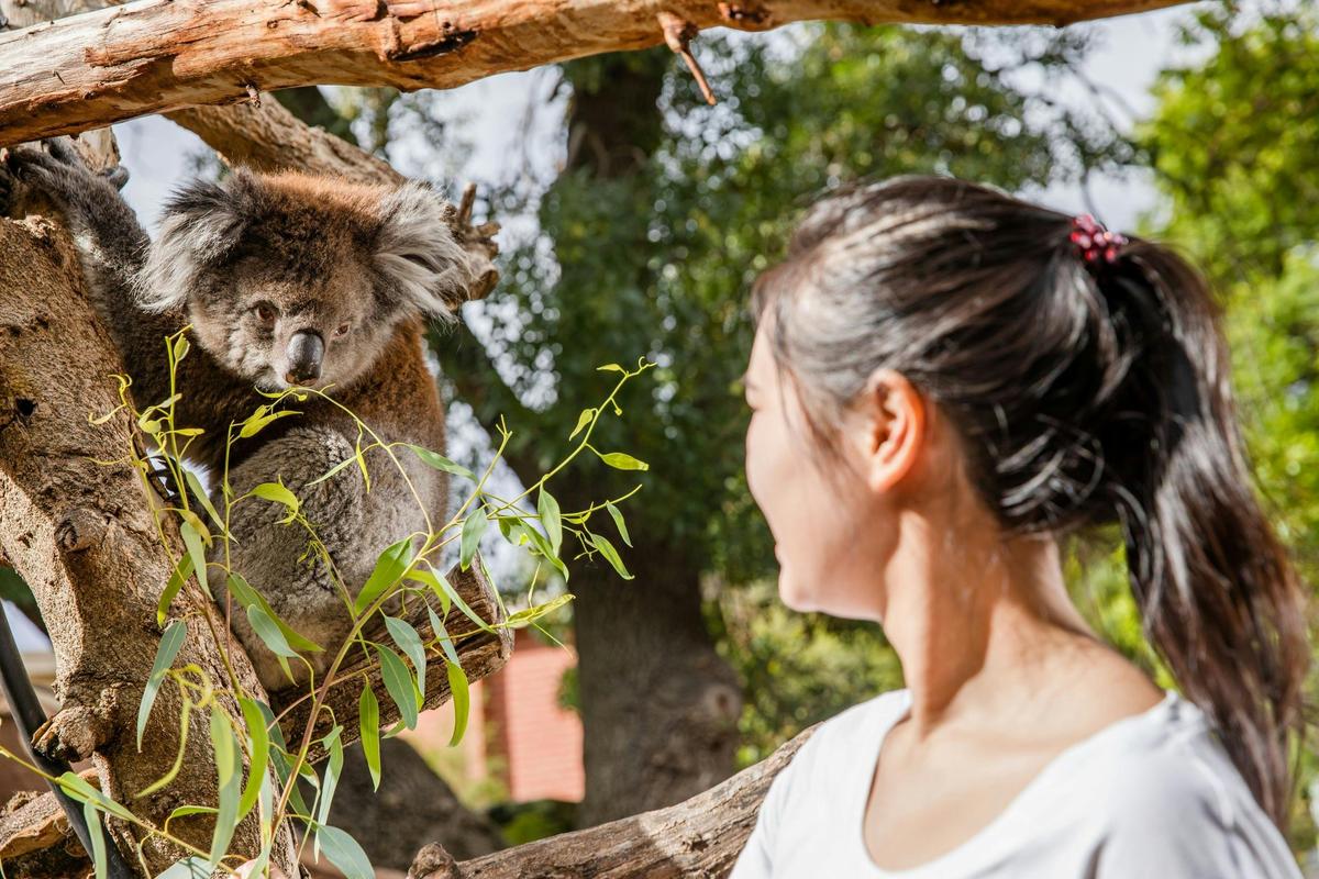Adelaide Zoo Koala Encounter
