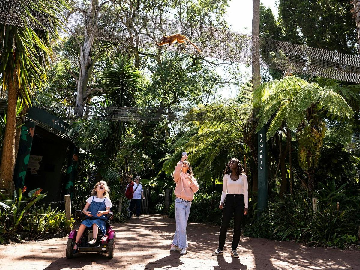 Visitors looking up at Golden Lion Tamarin overhead runway at Adelaide Zoo