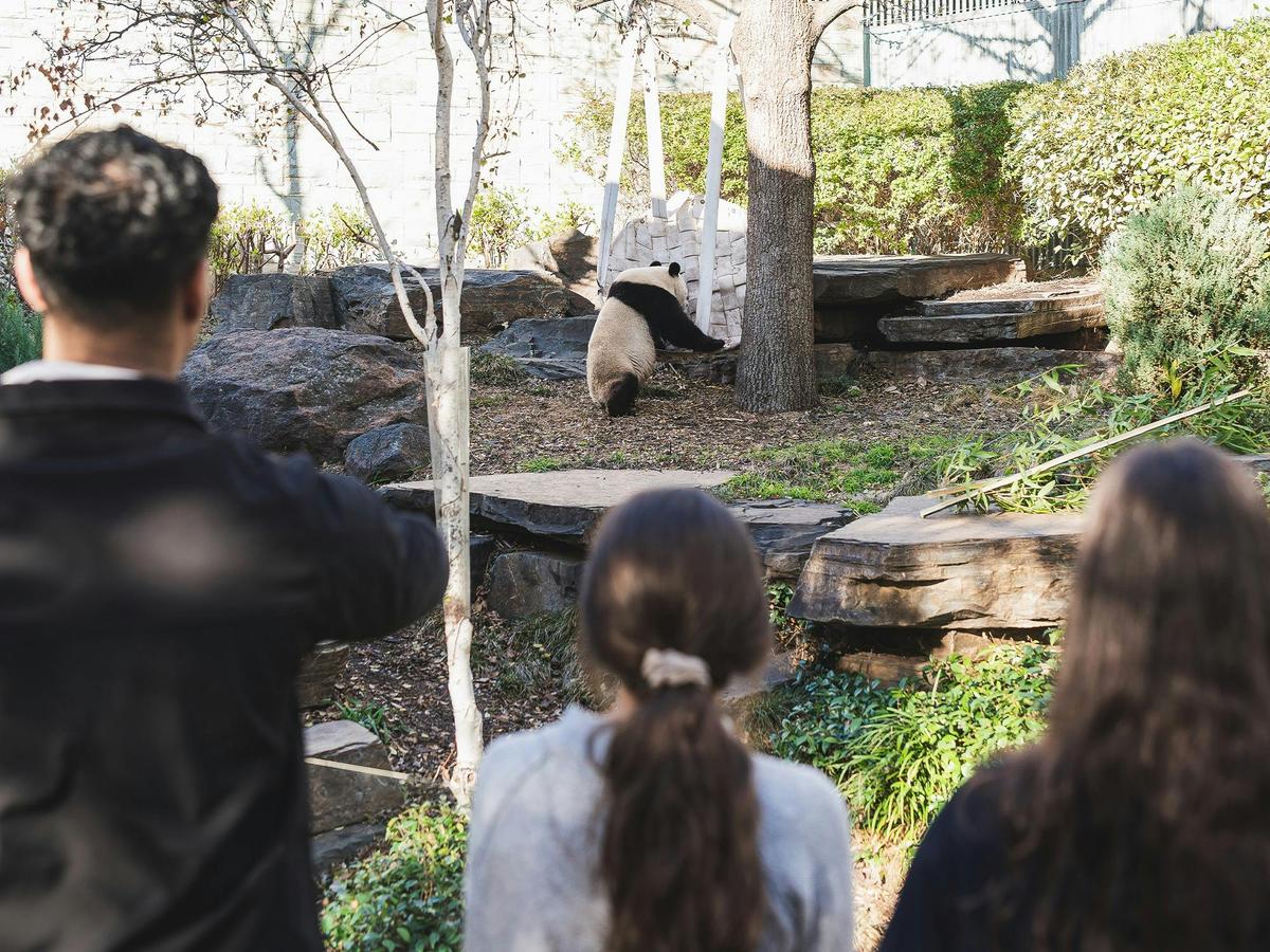 Through the Looking Glass - a Giant Panda Experience