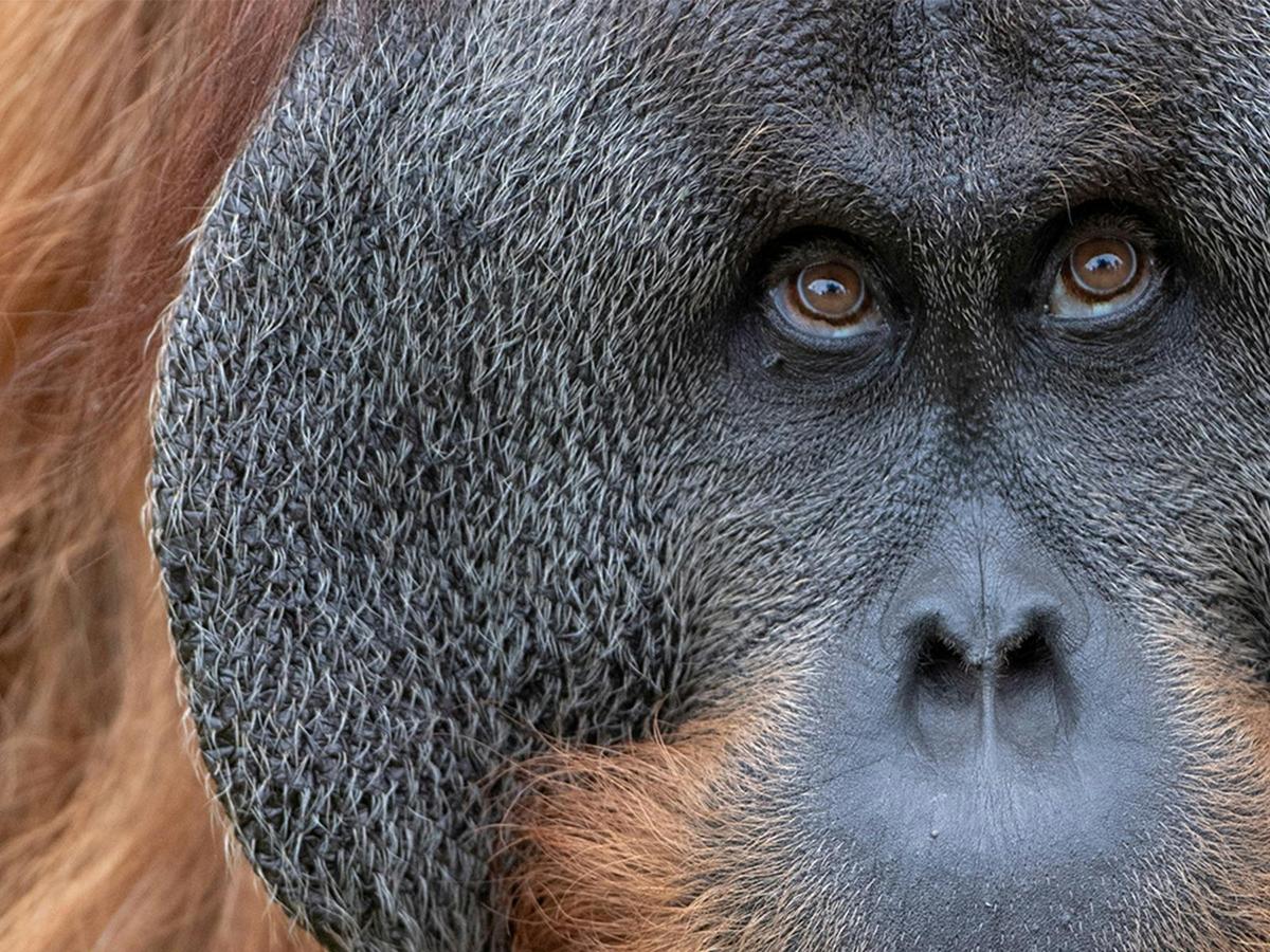 Orangutan Encounter
