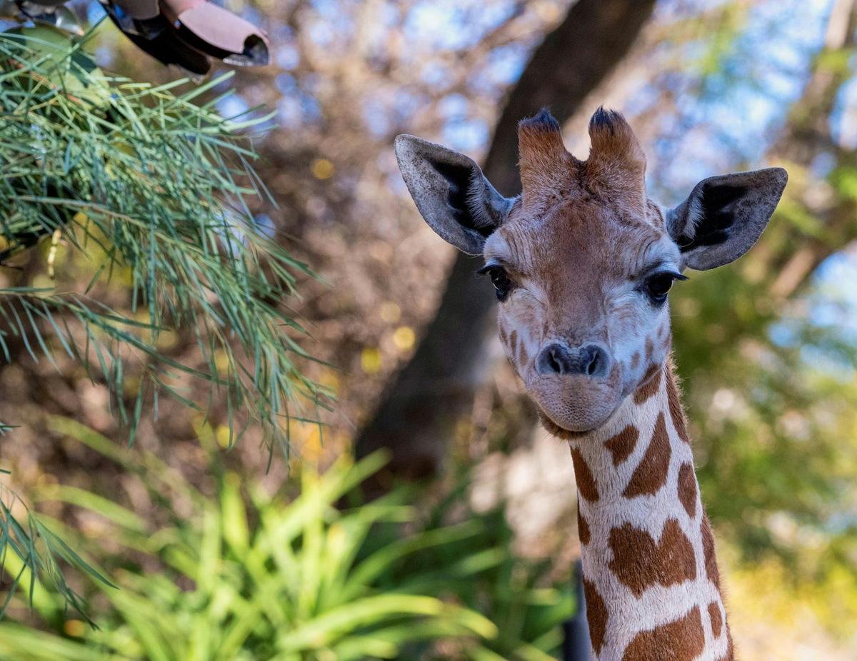 Giraffe Feed