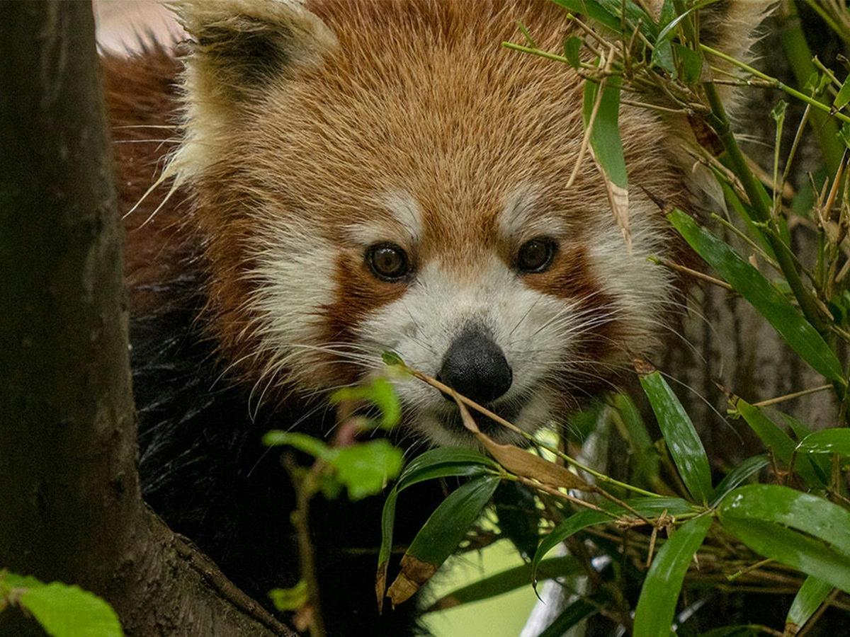 Red Panda Breakfast