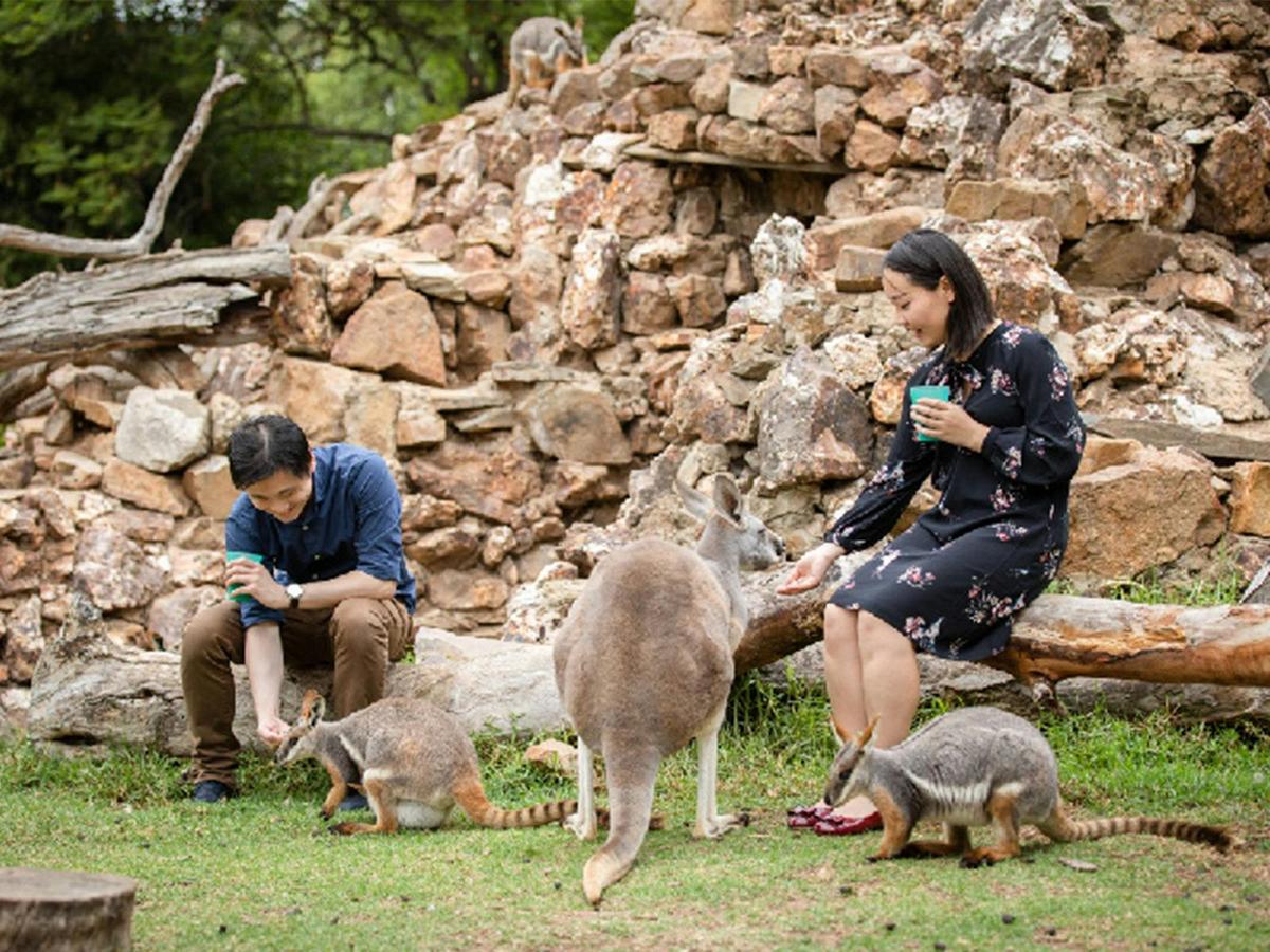 Kangaroo and Wallaby Encounter