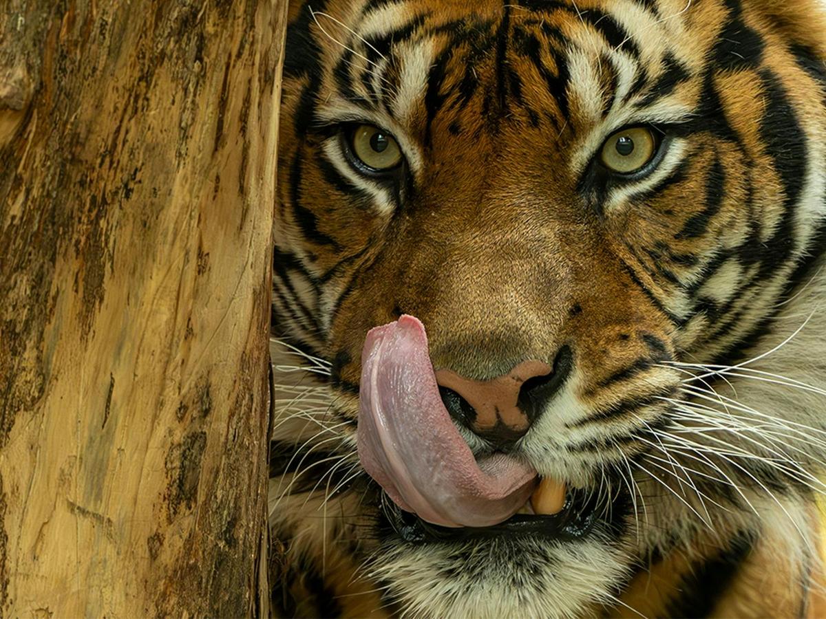 Tiger Encounter