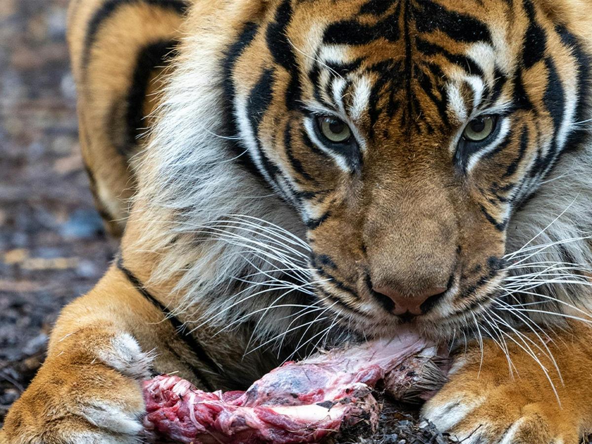 Tiger Encounter