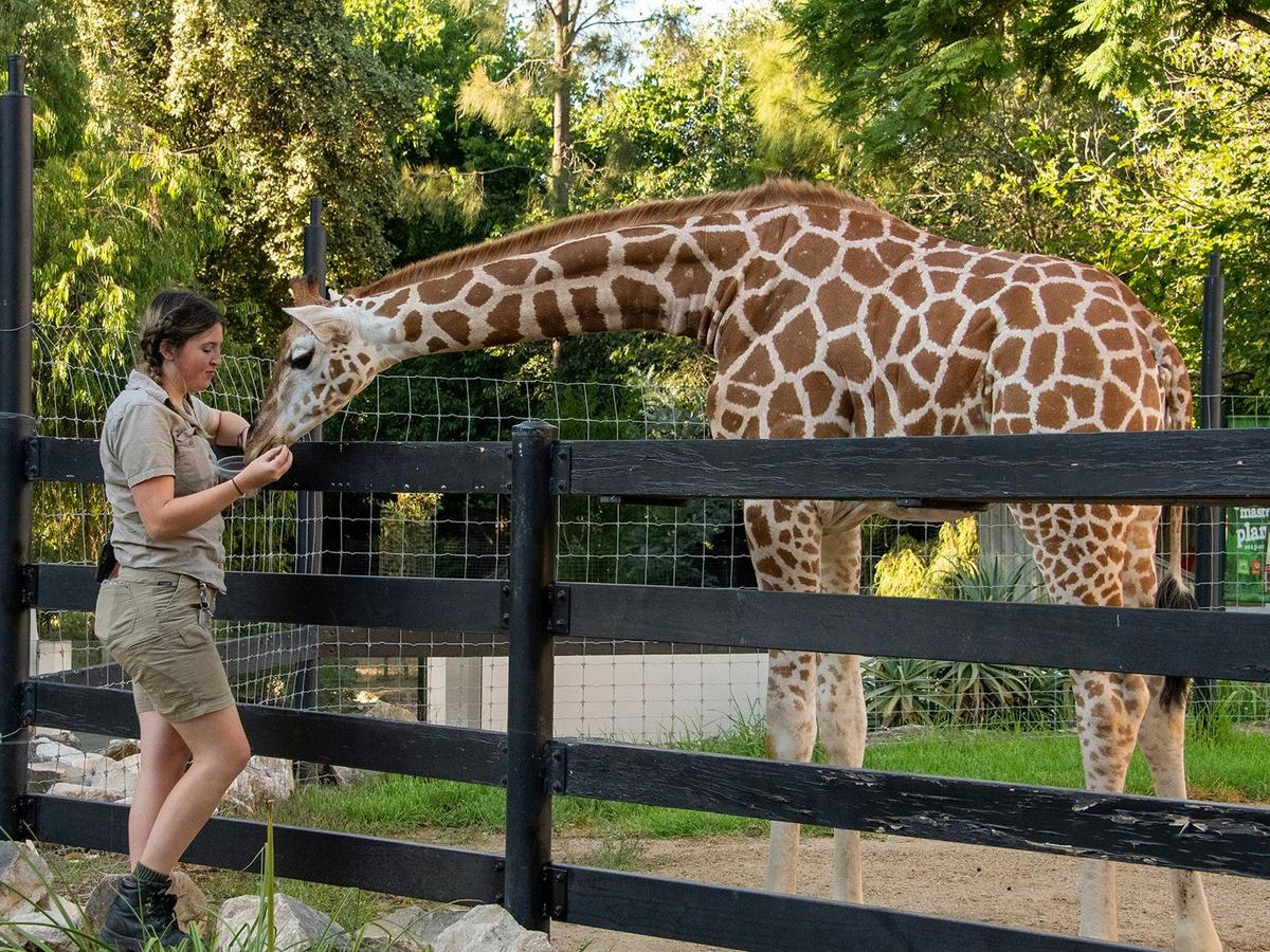 Giraffe Feed