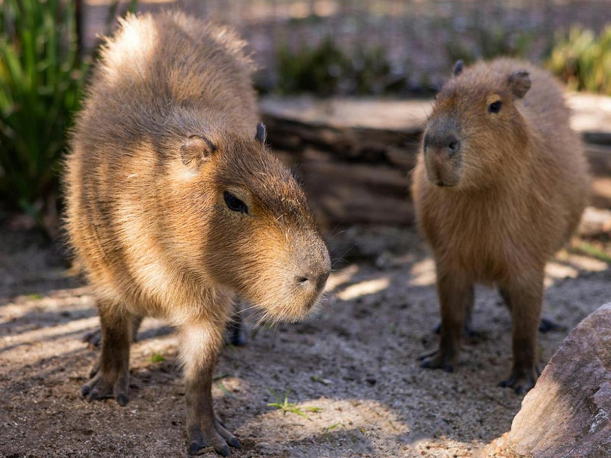 A Very Capy Encounter