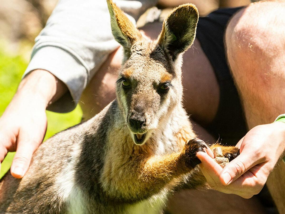 Kangaroo and Wallaby Encounter