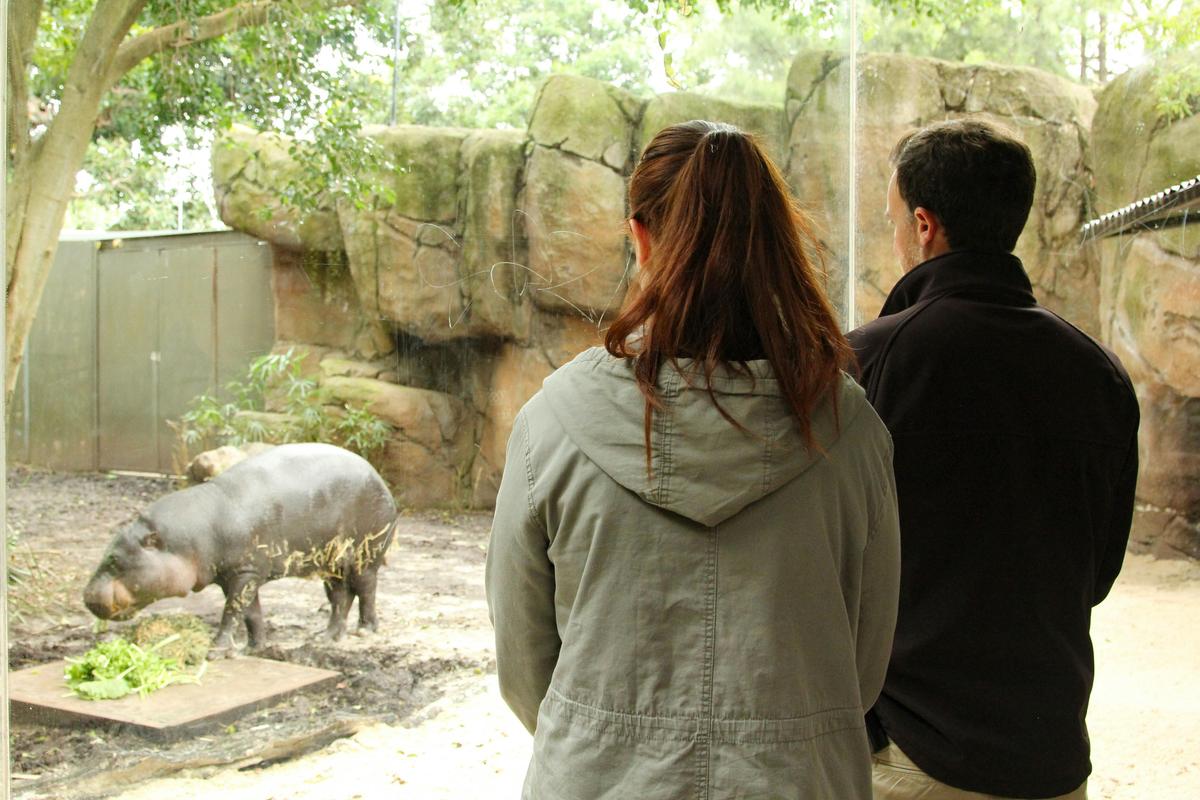 Pygmy Hippo Lunchtime
