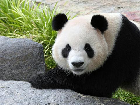 Panda and Friends