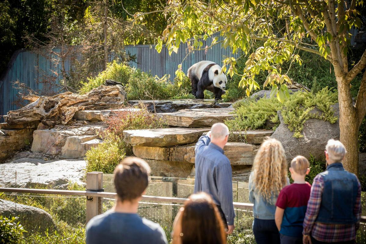 Adelaide Zoo Giant Pandas