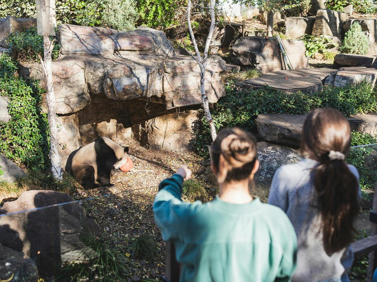 Through the Looking Glass - a Giant Panda Experience