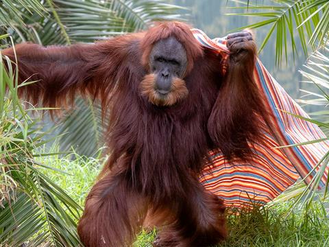 Orangutan Encounter