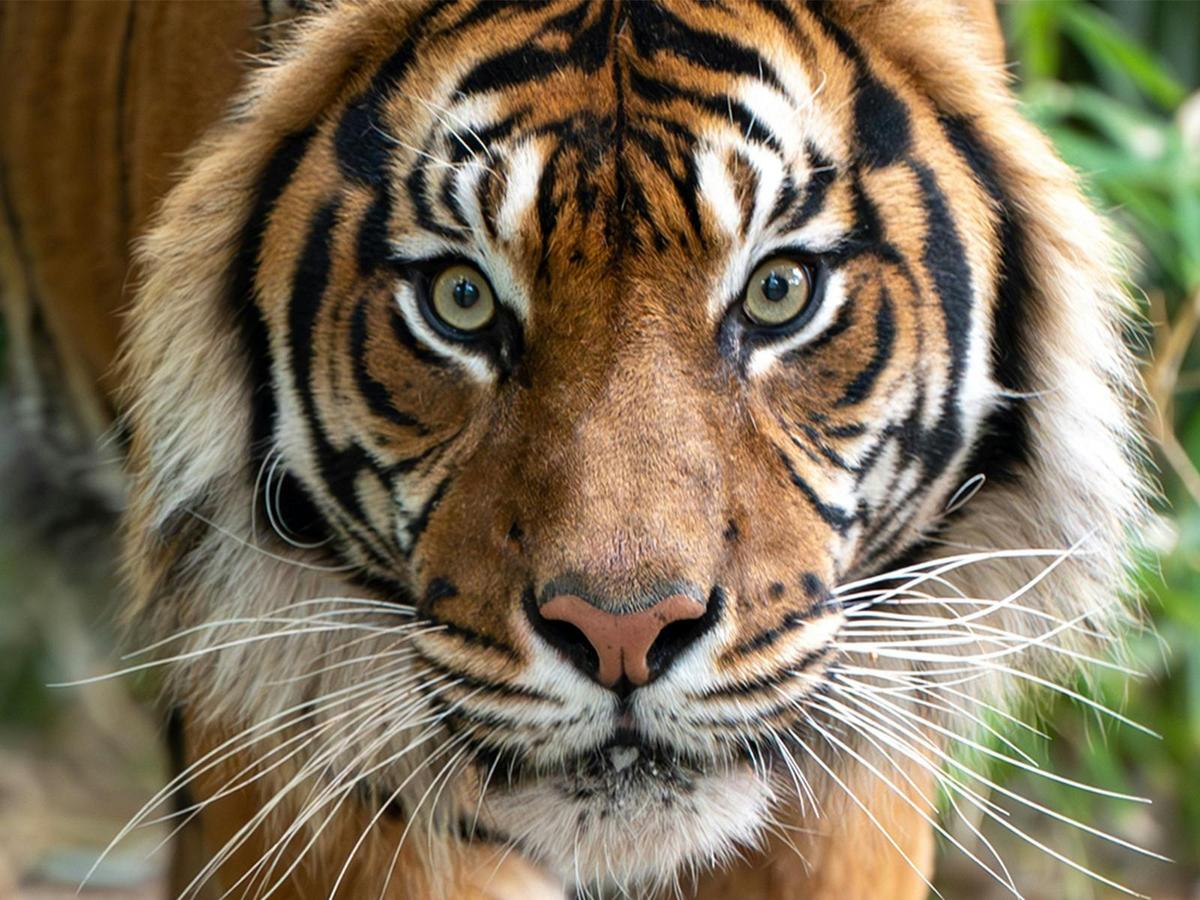 Tiger Encounter