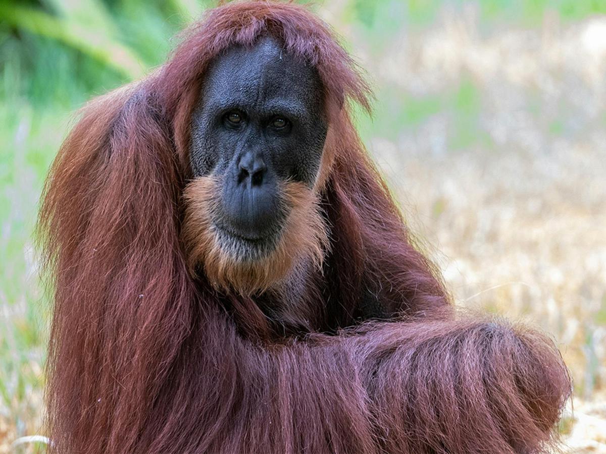 Orangutan Encounter
