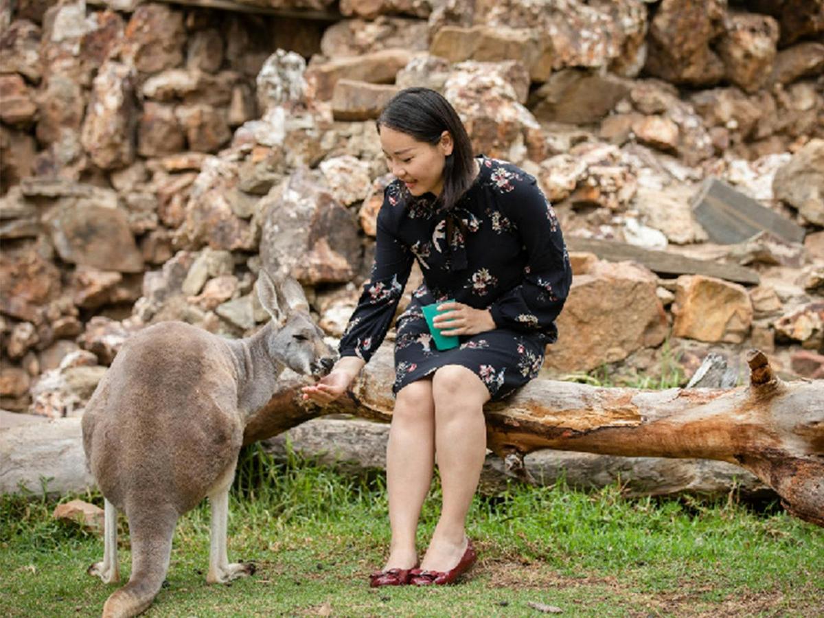 Kangaroo and Wallaby Encounter