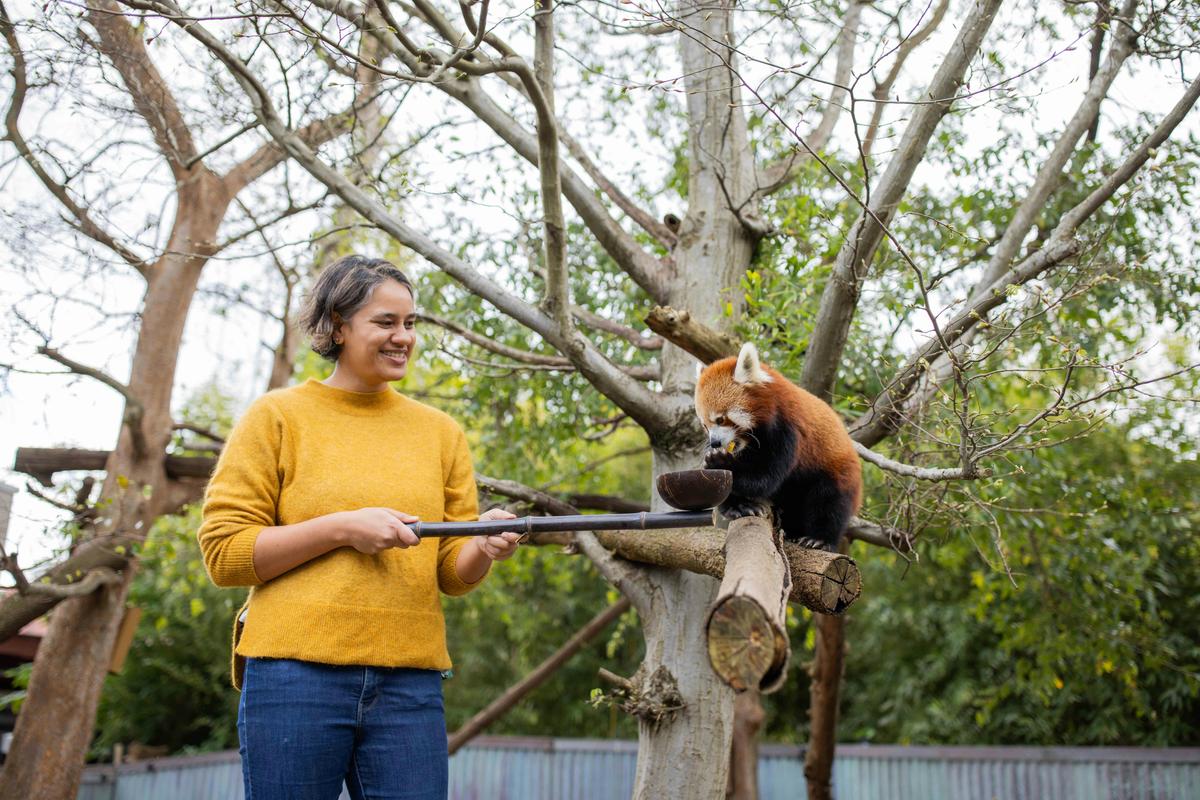 Red Panda Breakfast