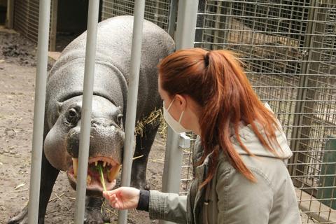 Pygmy Hippo Lunchtime