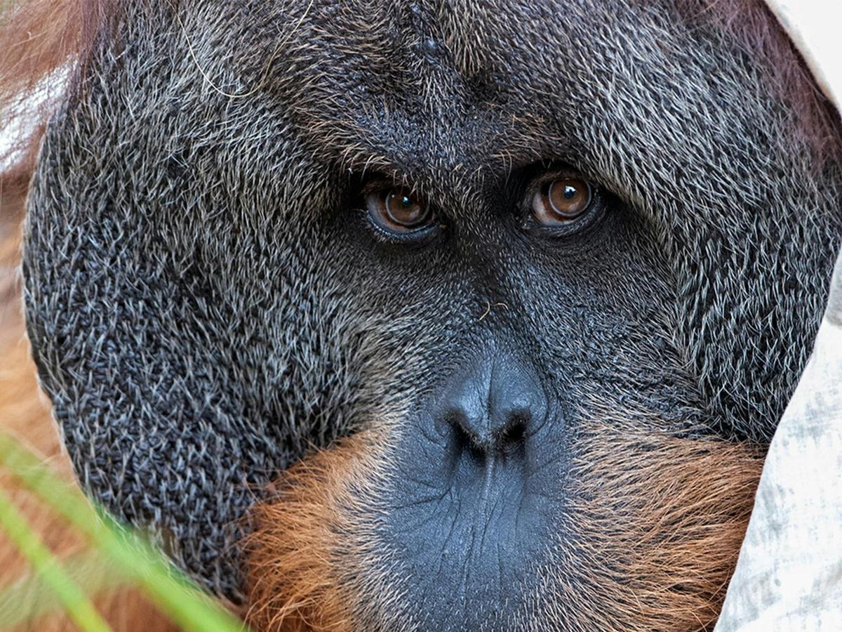 Orangutan Encounter