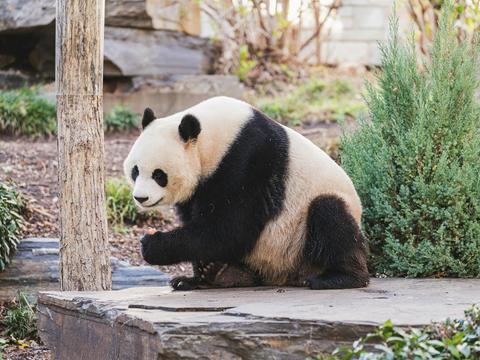Through the Looking Glass - a Giant Panda Experience