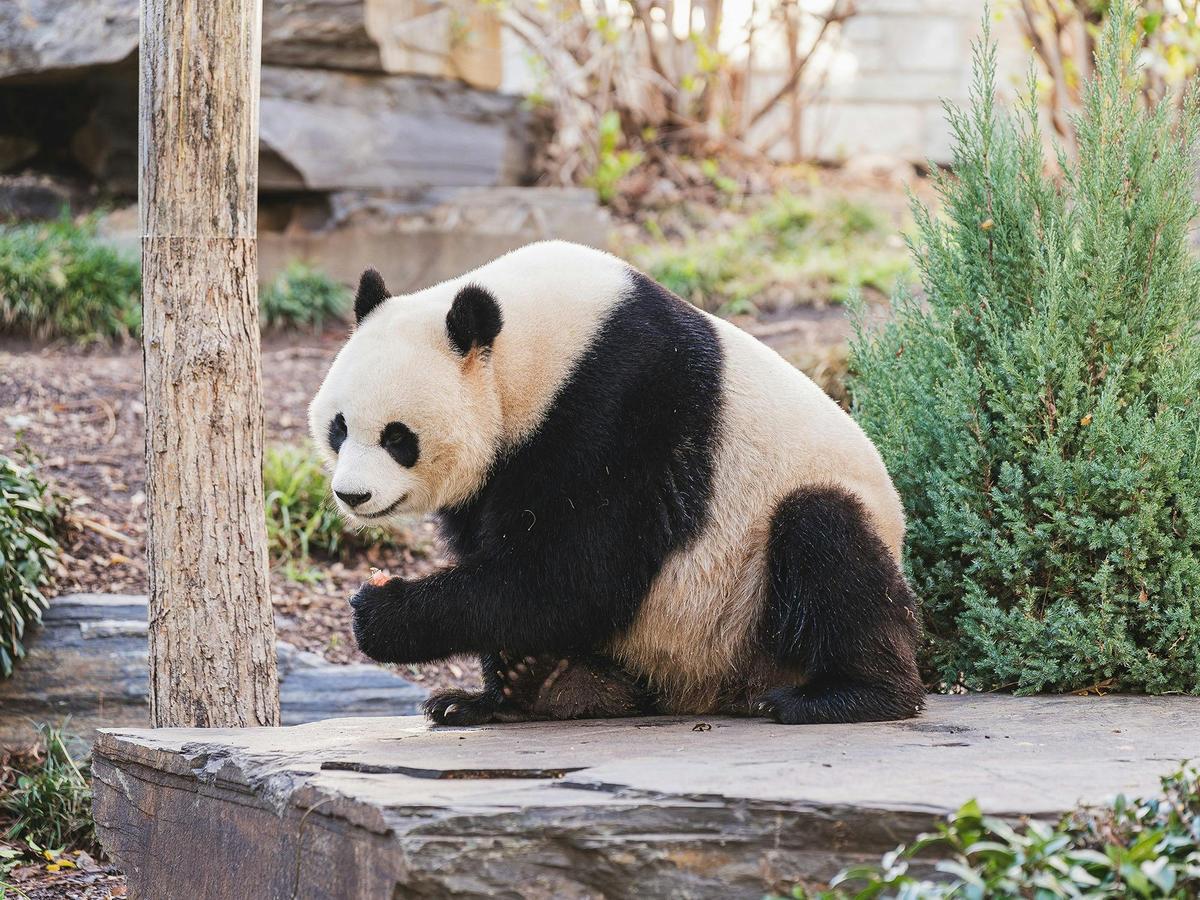 Through the Looking Glass - a Giant Panda Experience