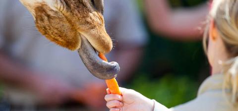 Giraffe Feed