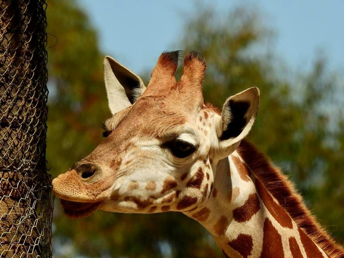 Giraffe Feed