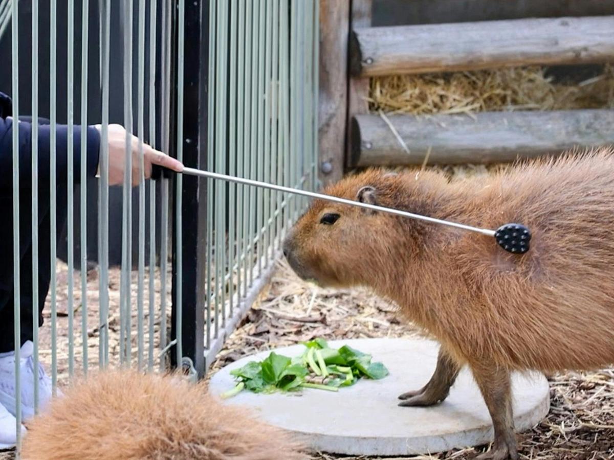 A Very Capy Encounter