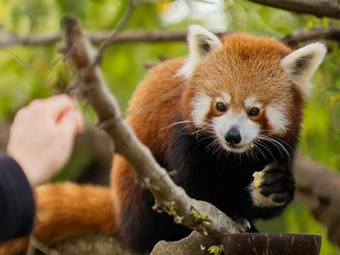 Red Panda Breakfast