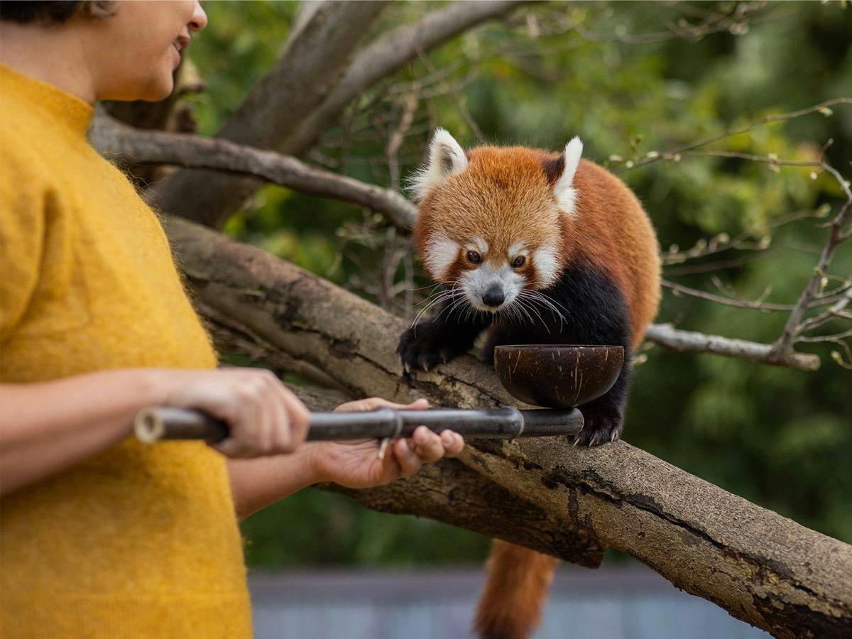 Red Panda Breakfast