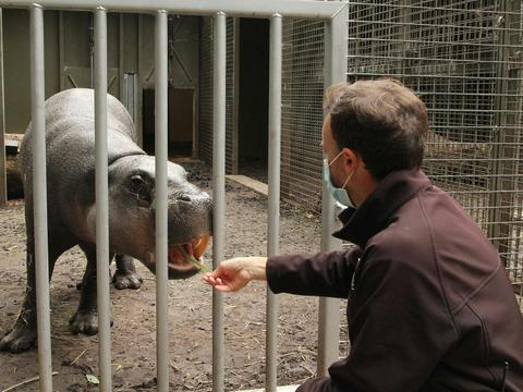 Pygmy Hippo Lunchtime