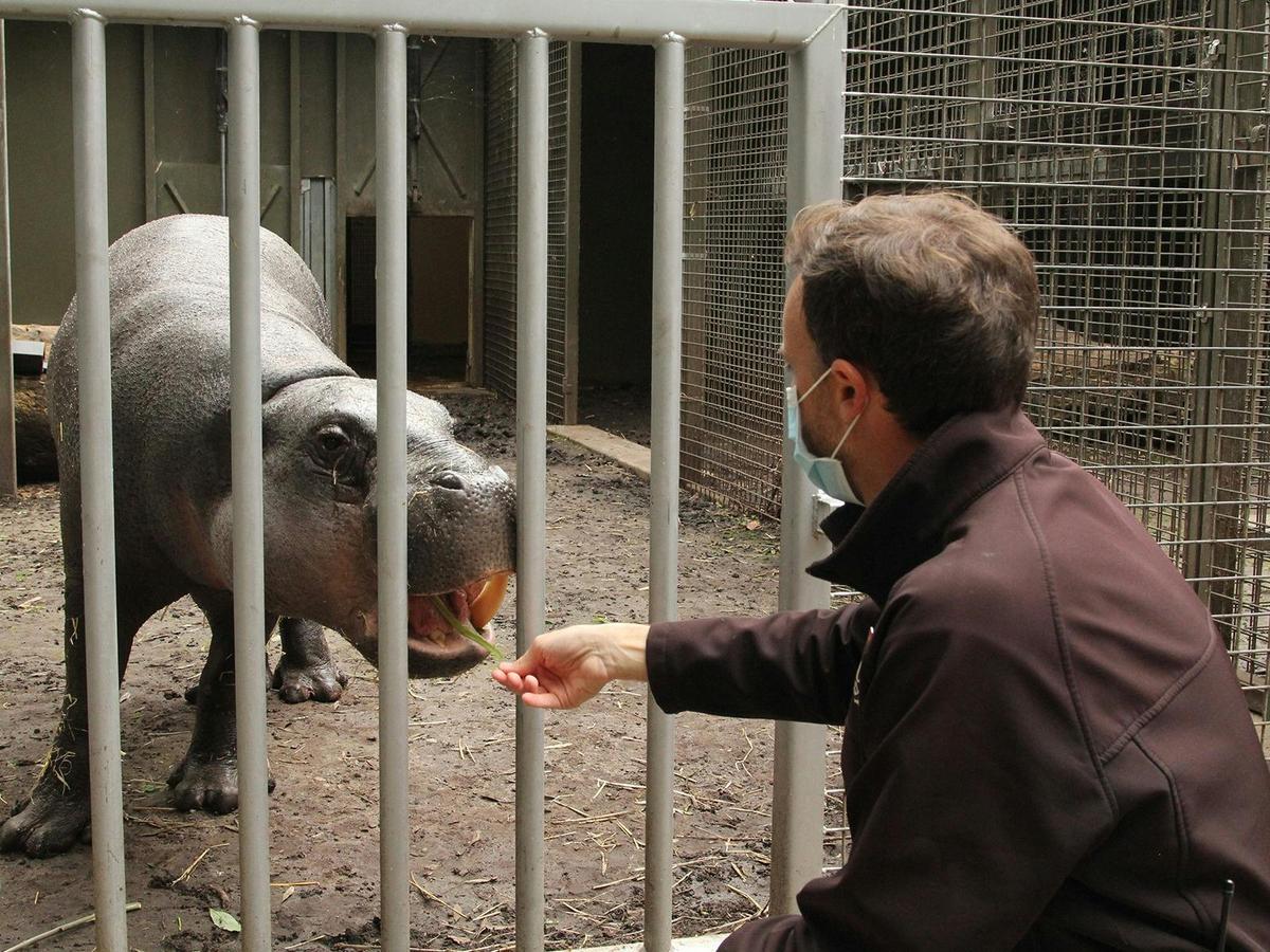 Pygmy Hippo Lunchtime